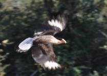 Pássaro dá rasante no Chaco paraguaio